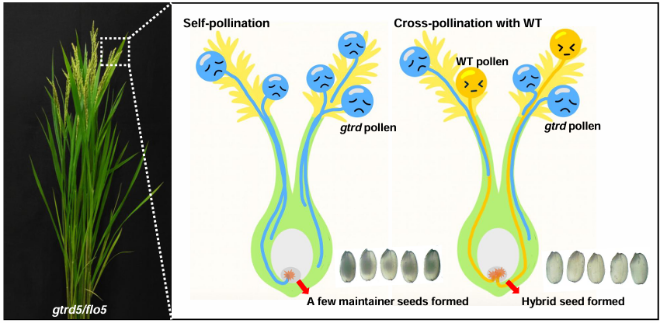 경희대학교 그린아비오과학원 정기홍 교수 연구팀이 벼의 자가수분 능력을 조절한 ‘부분 웅성불임’ 벼를 구현하고 종자 색으로 교배 여부를 판별하는 시각적 마커 기술을 함께 개발했다. 그림 설명. 부분 웅성불임 계통(gtrd5/flo5)에서 자가수분은 거의 일어나지 않고, 외부 꽃가루(WT)와의 교배에서 잡종종자가 우세하게 형성되는 과정을 나타낸 개념도. (사진제공=경희대)
