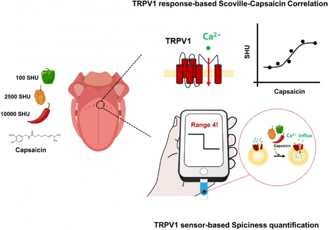 TRPV1 기반 매운맛 정량화 모식도 .(사진제공=한양대)