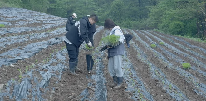 지난 5월, 강원도 평창군 미탄면의 고랭지 농가에서 HR그룹(주) 임직원들이 이번 김장 나눔에 사용된 고춧가루용 고추 모종을 직접 심고 있다. / 사진=HR그룹(주) 미디어팀 제공