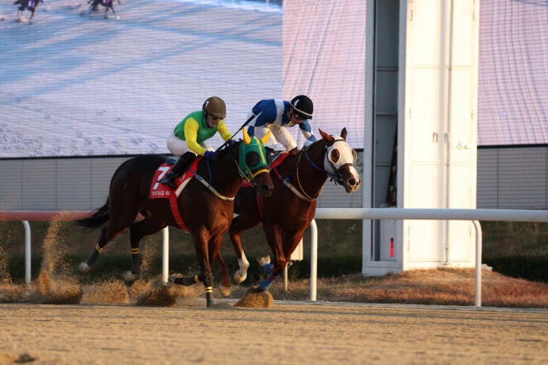 브리더스컵 루키 우승마 슈펙스위너(7번마)와 다실바 기수