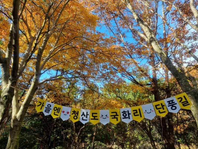 완도 청산도 단풍길 전경 (사진제공=완도군)