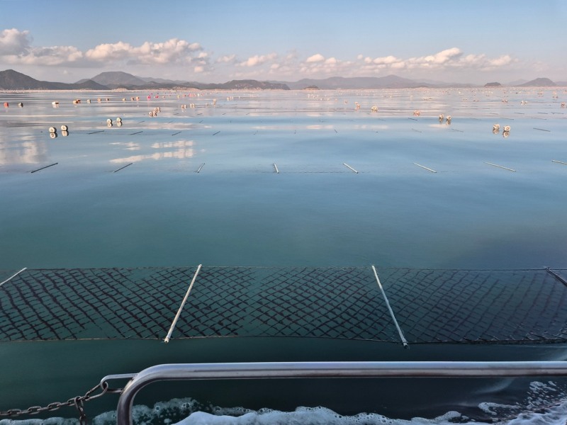 고흥군, 2026년산 청정 고흥산 김 본격 출하 (사진제공=고흥군)