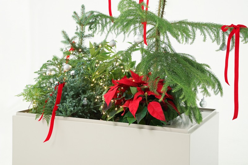 클리프(KLIF), ‘하와이안 크리스마스’ 가든 출시