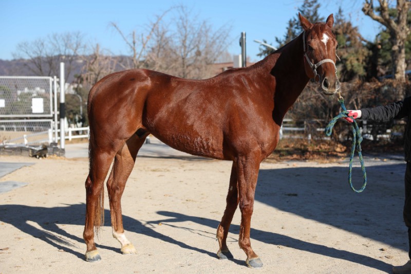 겨울 트랙 위 뜨거운 승부…'제12회 MBN배' 우승마는?