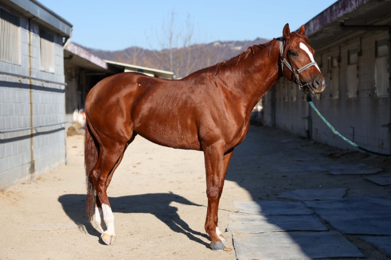 겨울 트랙 위 뜨거운 승부…'제12회 MBN배' 우승마는?