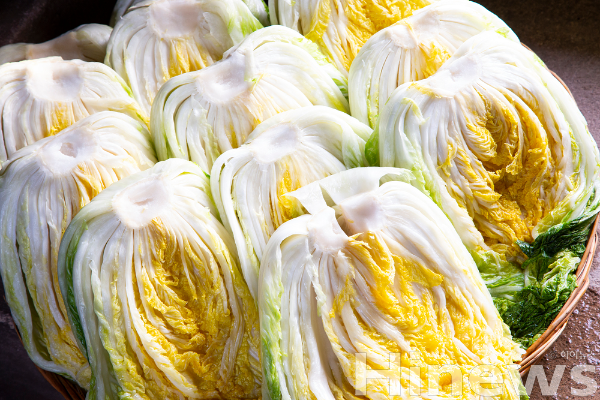 절임배추는 비가열·비가공 제품이므로 ‘수령 당일 사용 or 사용 전 철저 세척 + 위생 관리’가 반드시 필요하다. (사진 제공=클립아트코리아)