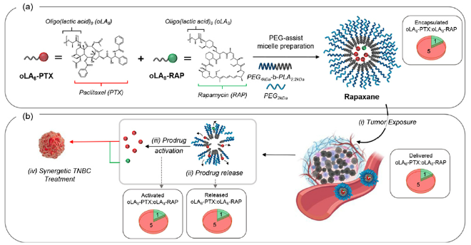 라팍산(Rapaxane)의 작동 모식도. (사진제공=단국대)