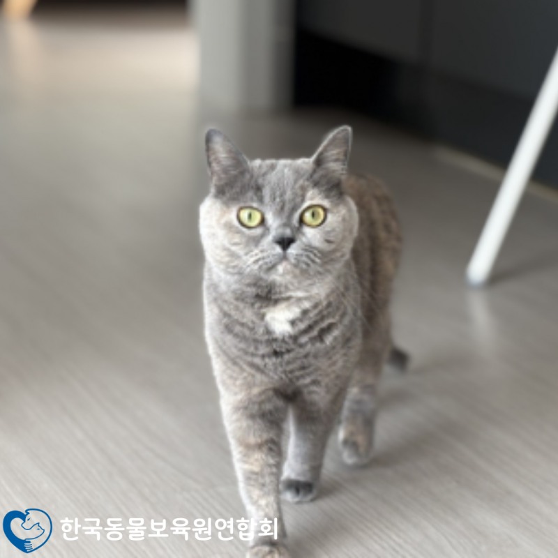 한국동물보육원연합회, 강아지·고양이 파양 지원 강화…구조 연계로 무료분양까지