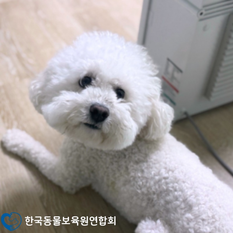 한국동물보육원연합회, 강아지·고양이 파양 지원 강화…구조 연계로 무료분양까지