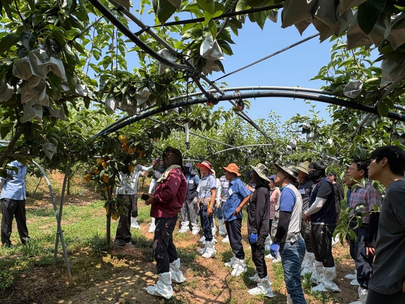 지난 7월 10일 진행한 우리품종 나주배 전정단 현장실습 모습 (사진제공=나주시)