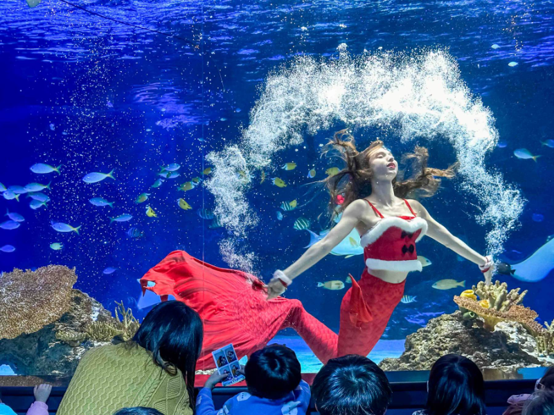 아쿠아플라넷이 다가오는 크리스마스와 연말 시즌을 맞아 각 지점별로 특화된 특별 공연과 풍성한 입장권 할인 이벤트를 진행한다. (이미지 제공=아쿠아플라넷)