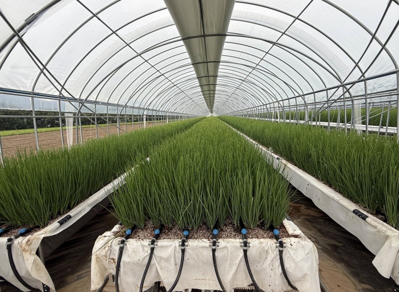 쪽파 양액재배 (아산시 제공)