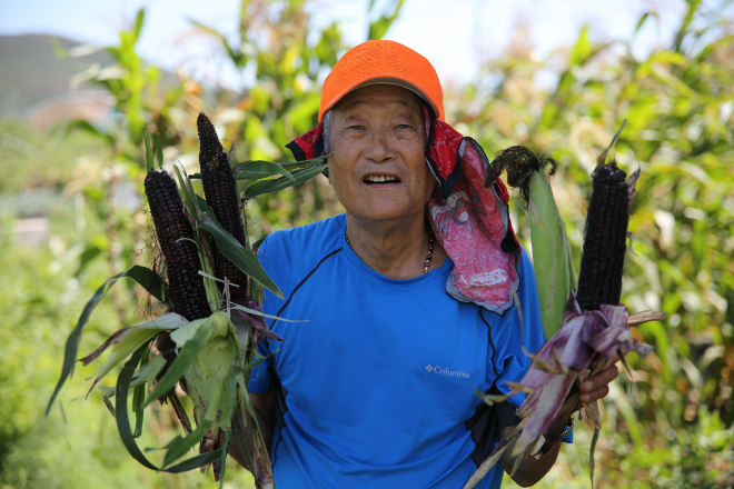 한동대학교 석좌교수를 역임한 김순권 박사가 자신이 개발한 한동 블랙콘 하이브리드 옥수수를 들고 환하게 웃고 있다. (사진제공=한동대)