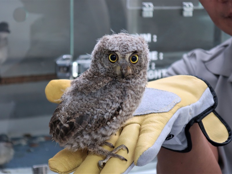 소쩍새 미아 (사진제공=광주광역시)