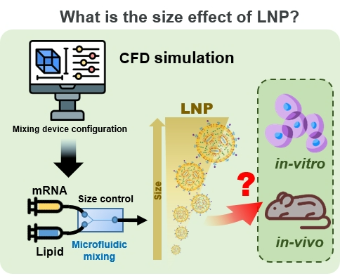 지질나노입자 크기에 따른 mRNA 전달 효과 모식도. (사진제공=가톨릭대학교 가톨릭중앙의료원)