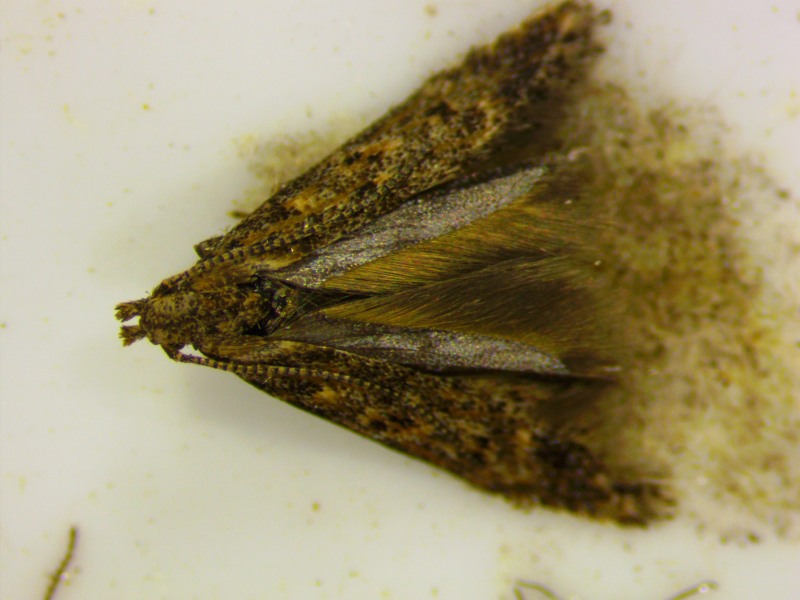 토마토 뿔나방 (사진제공=나주시)