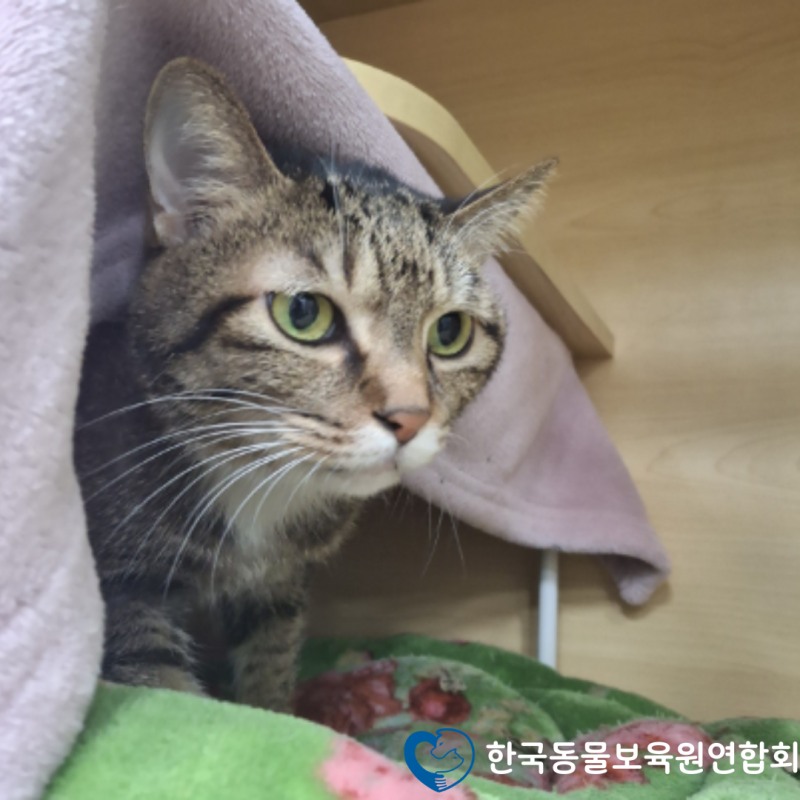 한국동물보육원연합회, 강아지 고양이 파양 보호 체계 확대…무료분양·구조 연계 강화