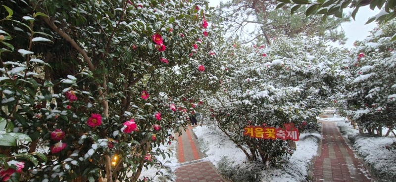 섬 겨울꽃 축제 (사진제공=신안군)