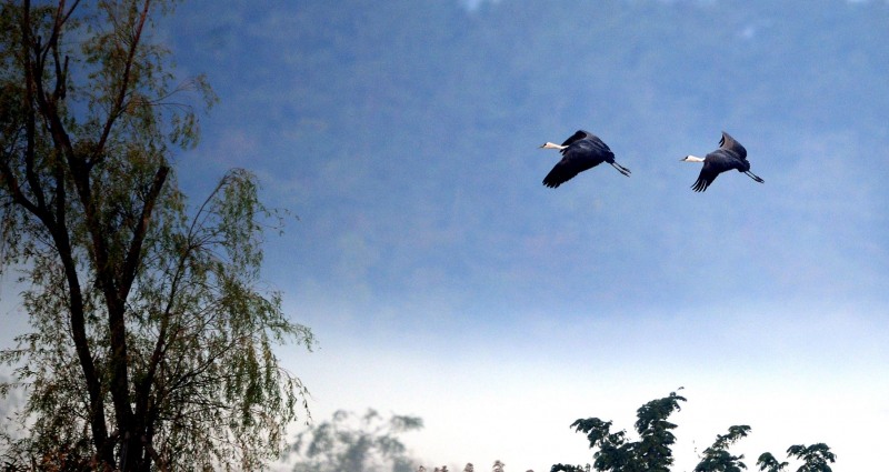 순천만습지 하늘 위의 흑두루미 (사진제공=순천시)