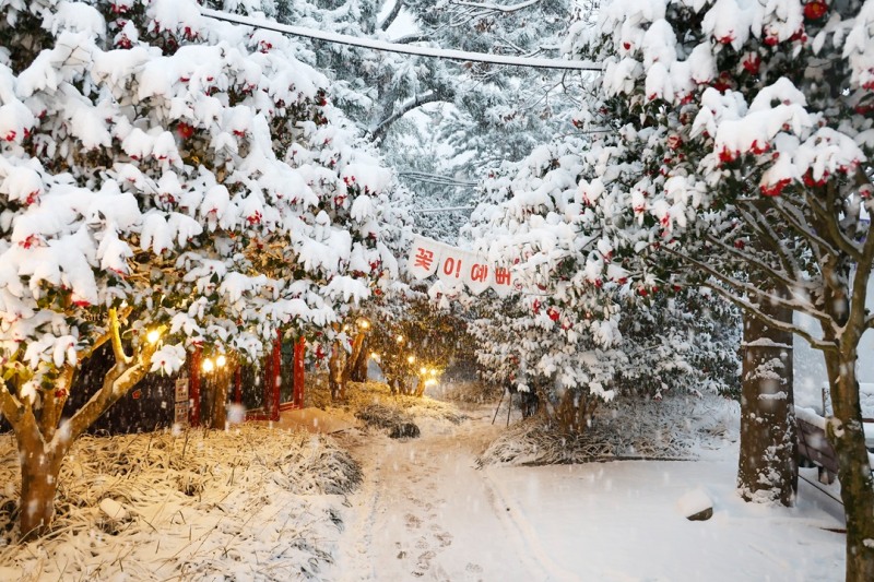 압해 눈 오는 날 애기동백 (사진제공=신안군)