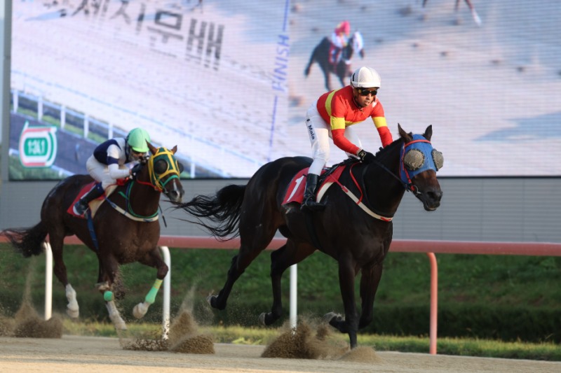 렛츠런파크 서울에서 활약하고 있는 스타 경주마는?