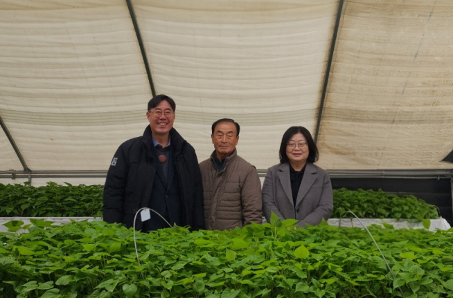 고구마 바이러스 무병묘 분양