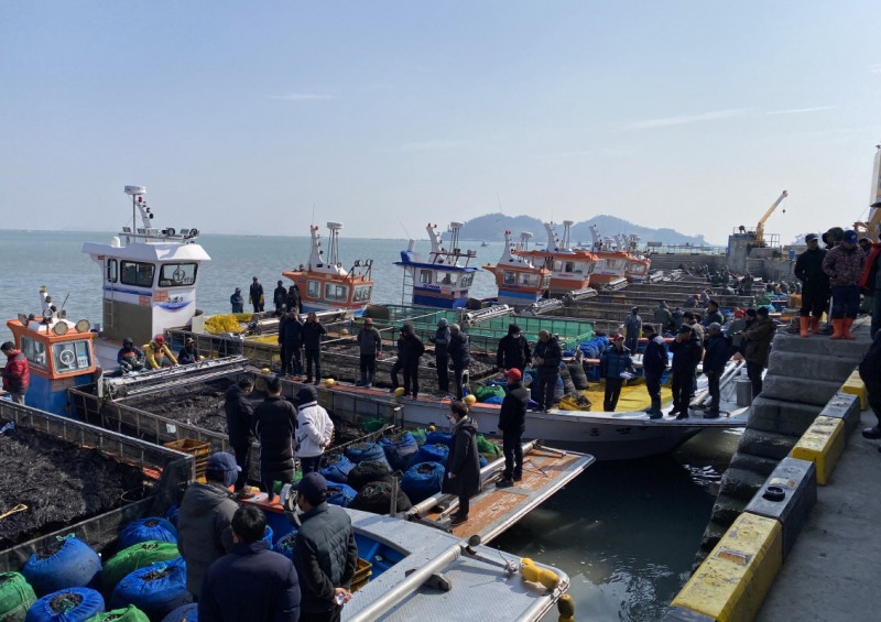 진도 물김 위판 (사진제공=진도군)