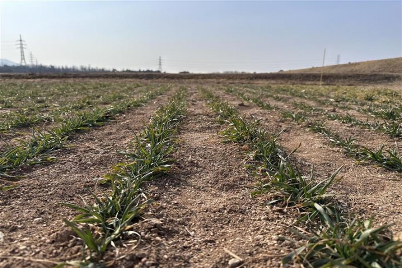 월동후 맥류 포장 전경