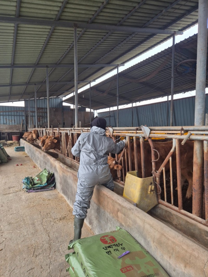 2026년 상반기 구제역 일제접종