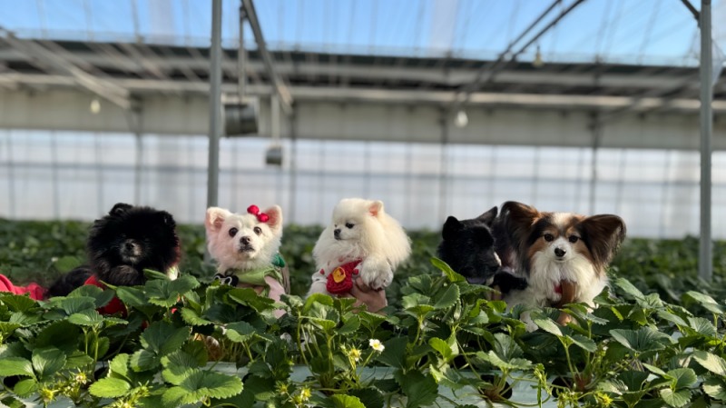 댕스카우트, 파주 딸기 농장 ‘로컬 팜투어’ 성료