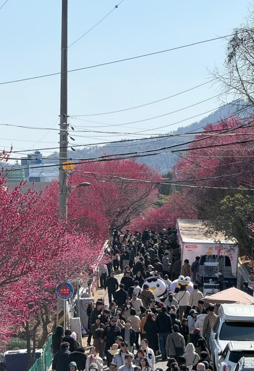 제8회 매곡동 탐매축제 (사진제공=순천시)