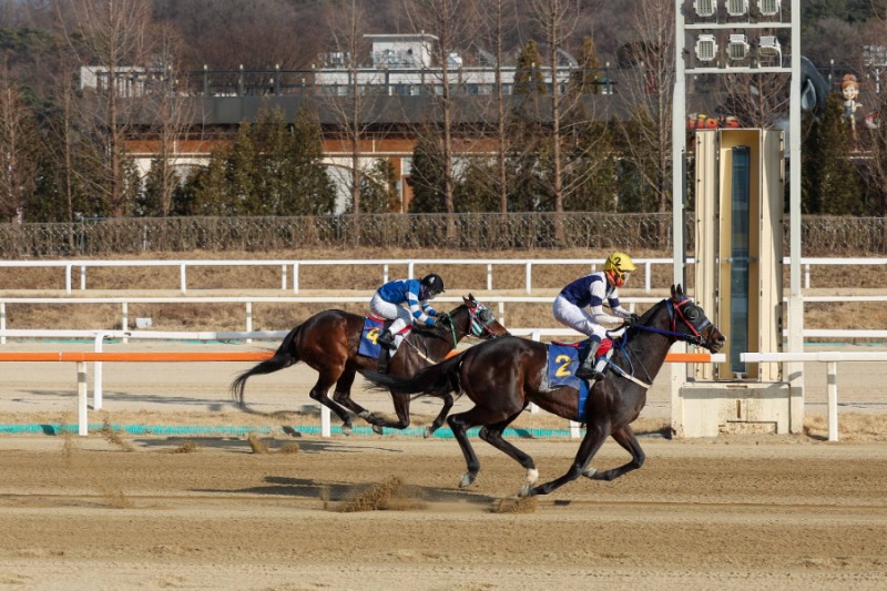 3월 15일 헤럴드경제배 장거리 스타마 총출동...“별들의 전쟁”