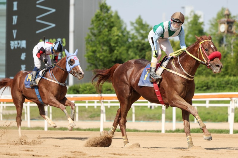 3월 15일 헤럴드경제배 장거리 스타마 총출동...“별들의 전쟁”
