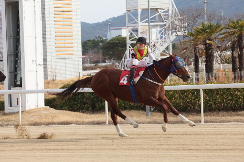 우승마 4번 빈체로카발로와 조재로 기수 우승 세레머니