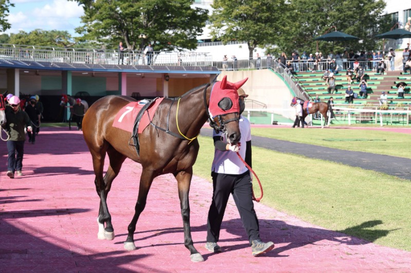 보령라이트퀸_ 25년 제주특별자치도지사배 출전 모습