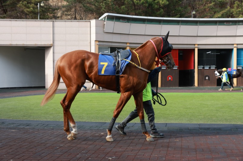 삼관마를 향한 질주 시작... KRA컵 마일(G2) 개최
