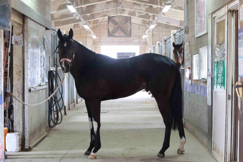 삼관마를 향한 질주 시작... KRA컵 마일(G2) 개최