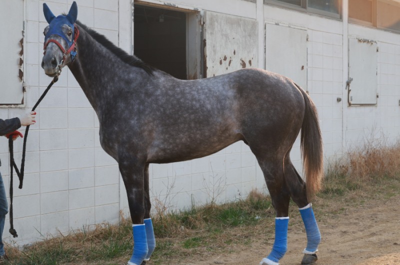 삼관마를 향한 질주 시작... KRA컵 마일(G2) 개최