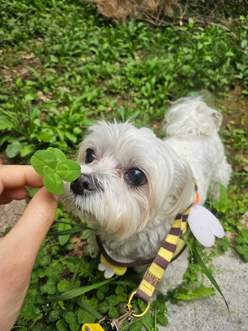 반려동물 의료서비스 지원사업 확대