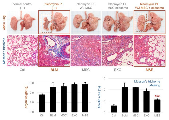 제공=파나셀바이오텍