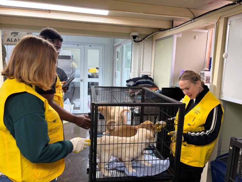 네츄럴코어, ‘글로벌 프렌즈 봉사단’으로 ‘유기동물 케어와 해외 입양까지’ 잇는다