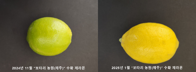 성숙 과정에서도 항산화 성분이 줄지 않고 유지·증가하는 국산 신품종 ‘제라몬’의 성숙 단계별 모습. (사진제공=중앙대)