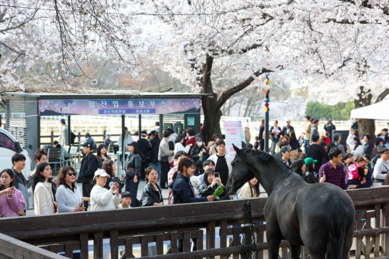 “여의도 말고 여기?” 인산인해 이룬 렛츠런파크 서울 벚꽃축제
