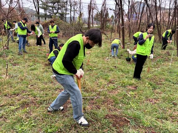 ‘풀무원 평화의 숲’ 가꾸기 사회공헌활동에 참석한 풀무원푸드앤컬처 임직원들이 나무 심기를 하고 있다