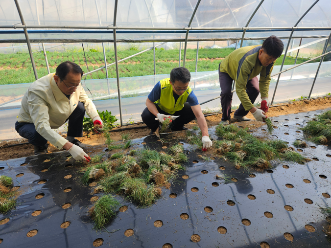 지난 15일 경기도 양주시 소재 농가에서 NH농협생명 김기동 부사장(가운데)과 회천농협 박영서 조합장(왼쪽)이 부추 모종 심기 작업을 하고 있다./NH농협생명