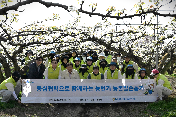 NH농협손해보험은 지난 16일 최근 농번기 일손 부족으로 어려움을 겪는 경기도 안성시 소재 배 농가를 찾아 일손돕기를 실시했다고 17일 밝혔다./NH농협손해보험