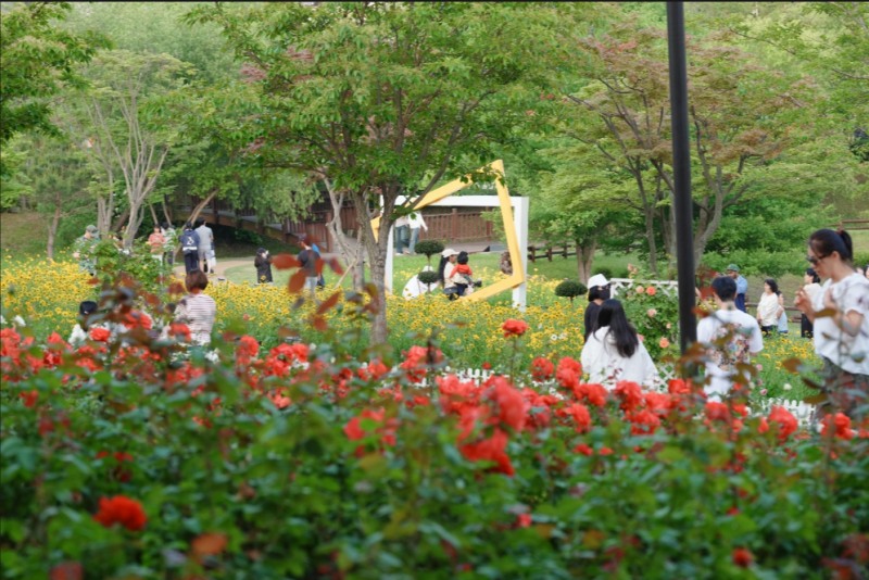 장미꽃 향연. /오산문화재단