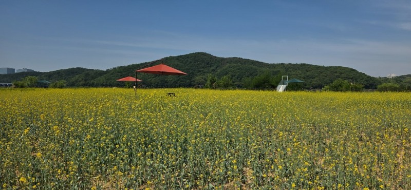 유채꽃 단지 모습./용인시