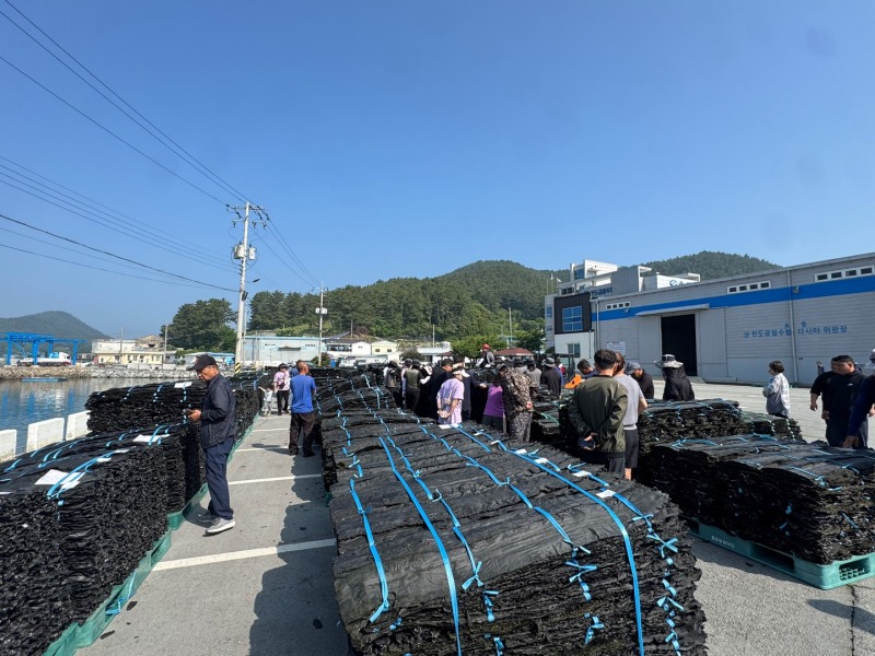 지난달 29일 완도금일수협 건다시마 위탁 현장 (사진제공=완도군)