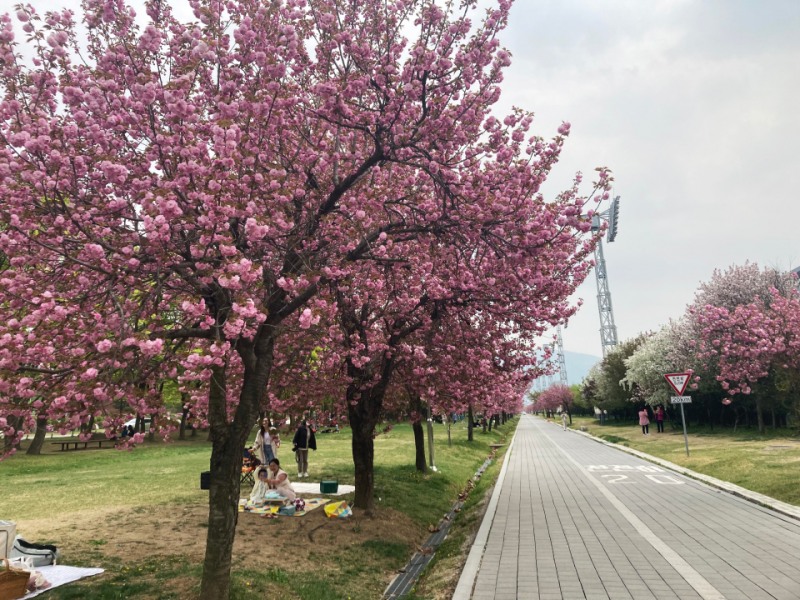 미사경정공원 겹벚꽃길, 미사경정공원은 수도권 서남부를 대표하는 시민 휴식처다.